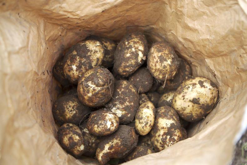 IFA potato report: demand still strong for good-quality material