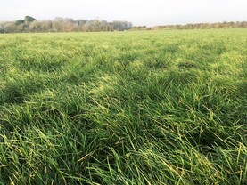 Spring fertiliser use and grazing on beef farms Spring fertiliser use and grazing on beef farms