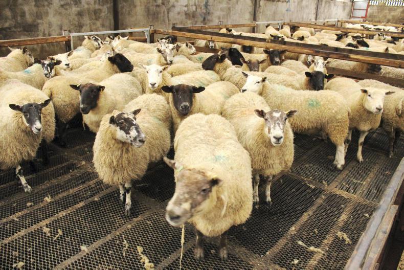 Colostrum is really liquid gold 