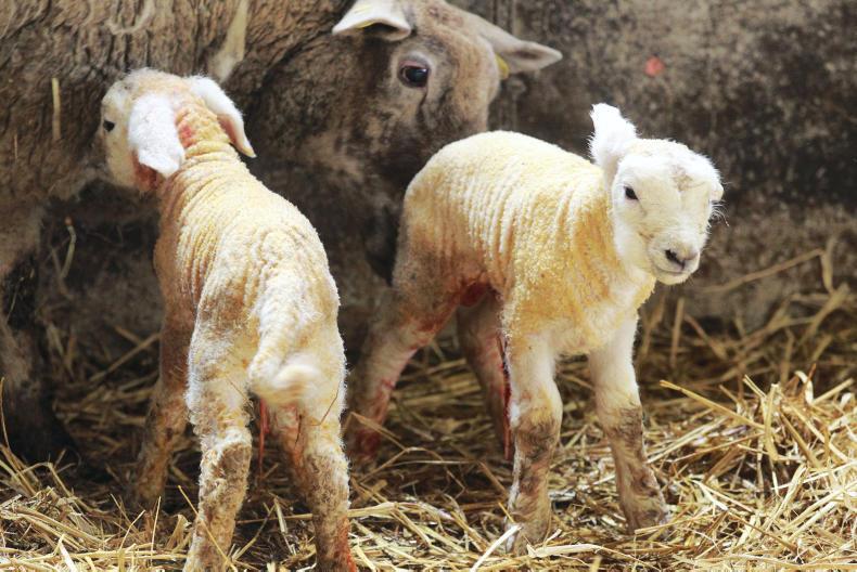 Sheep Management navel and joint ill, lambing records and tail docking