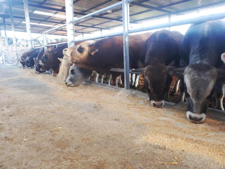 Vet's Corner: fattening animals that can’t pass urine