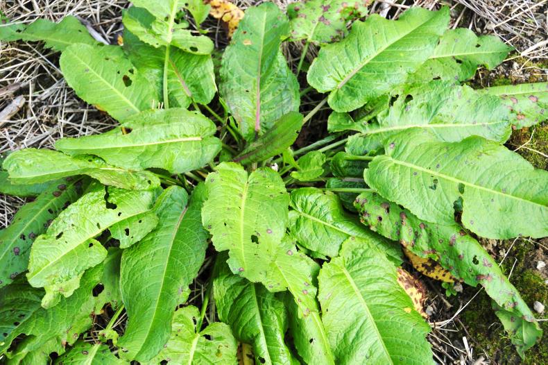 No shortage of bog roll 11 March 2020 Premium