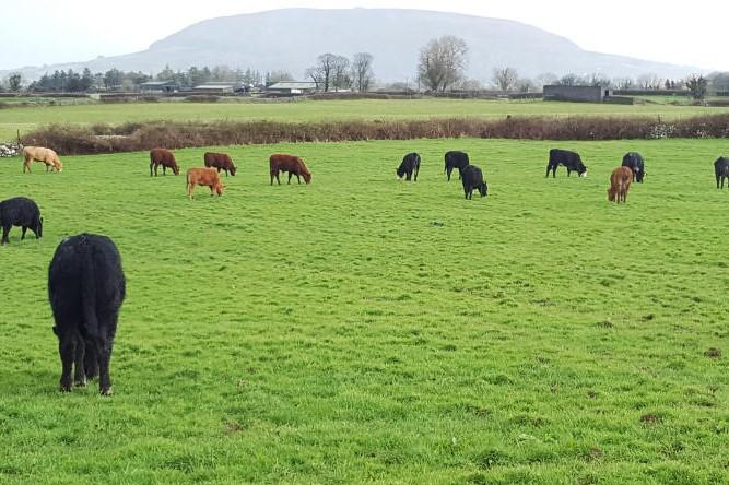 Farmer Writes: with technology is there still a need for the blue card?