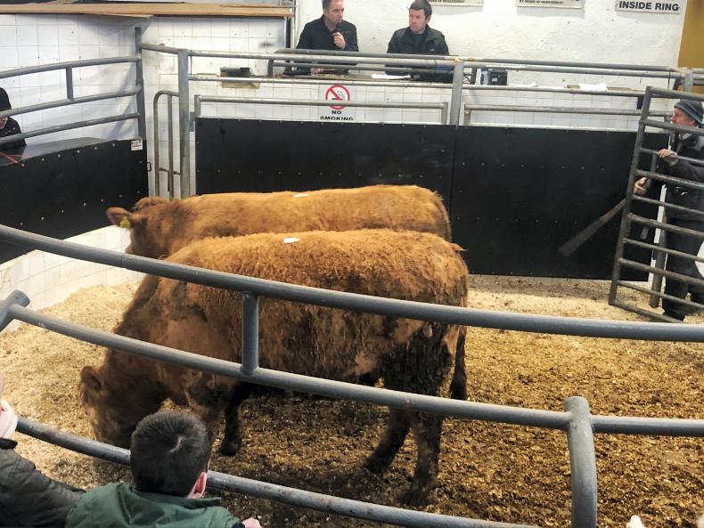 Camera at the mart: heifers hold firm in Elphin