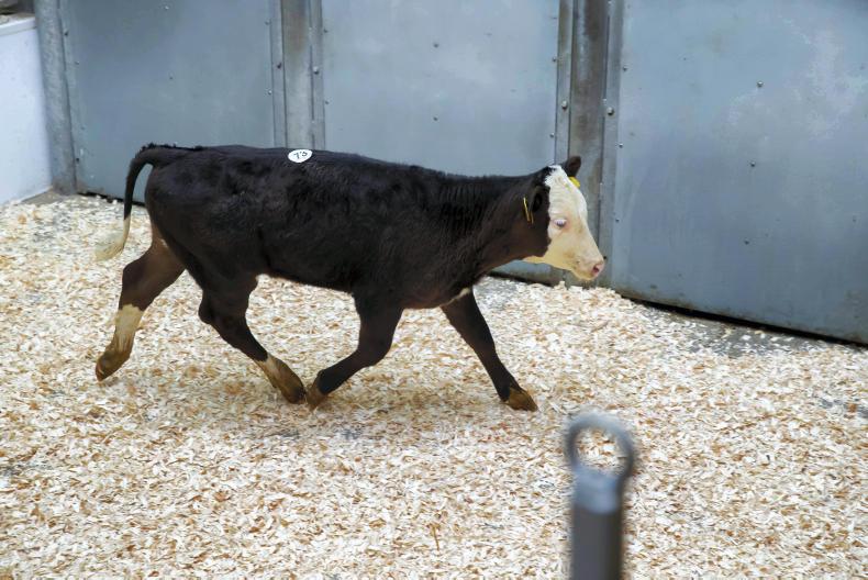 What should you be paid for your calves in farm-to-farm sales?
