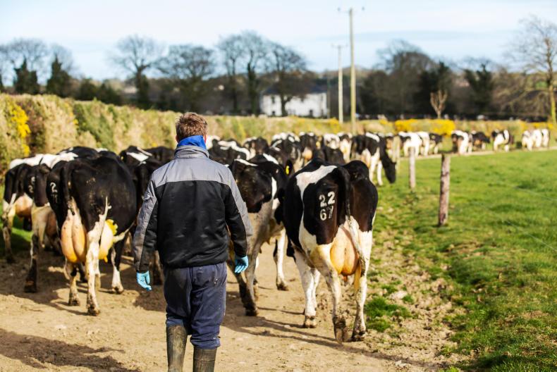 Agrijobs dairy workers and sucklertobeef farm manager wanted 05