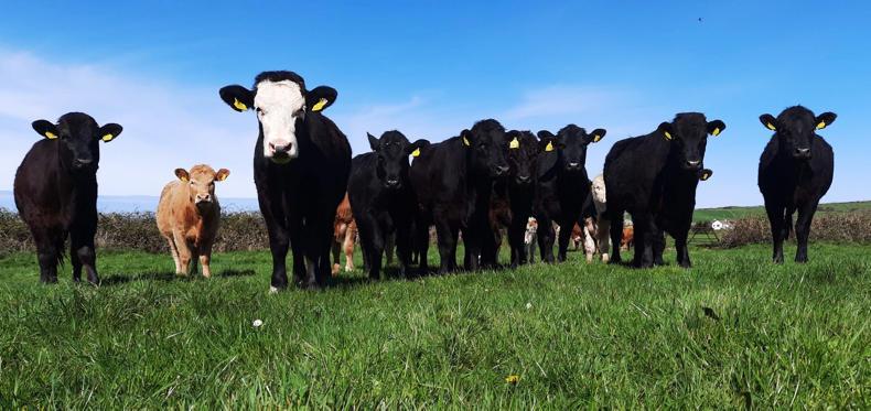 Farmer Writes: support needed for beef farmers
