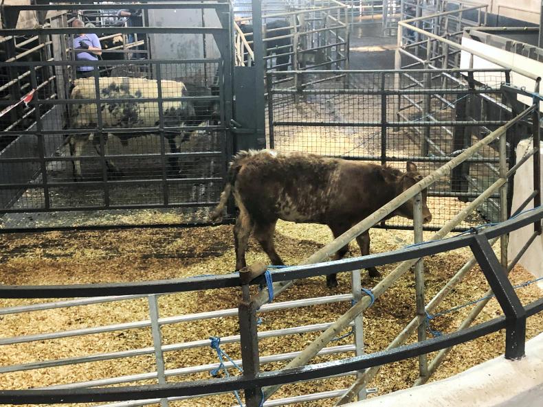 Mart prices: Carnaross Mart sells 270 weanlings online