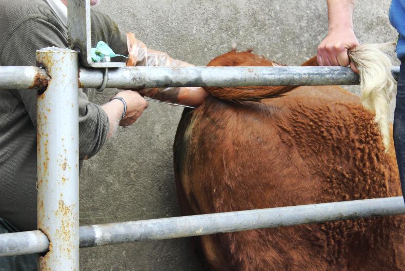 Sucklers: is synchronising an option for breeding this spring?