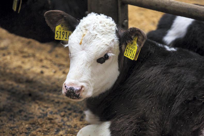 Mart prices: over 1,000 calves traded in MartBids marts last week