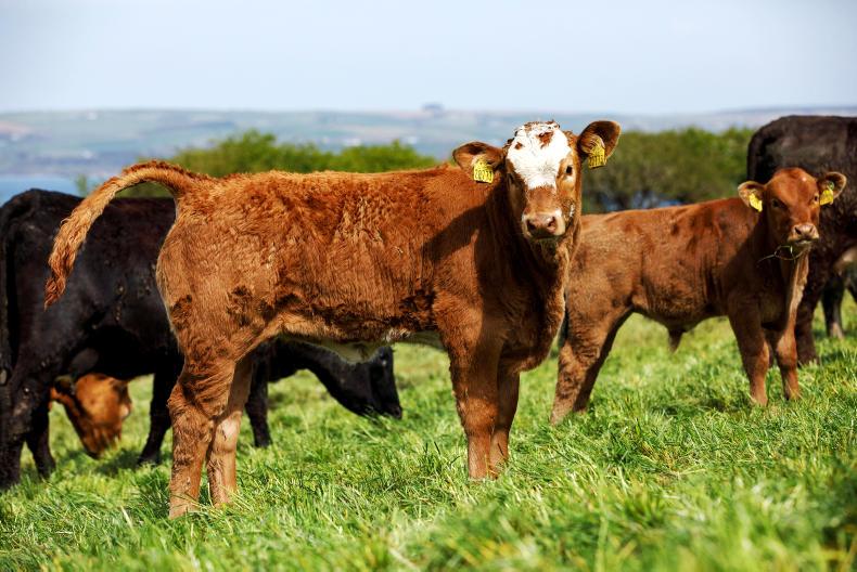 In pictures: classy sucklers in Courtmacsherry Bay