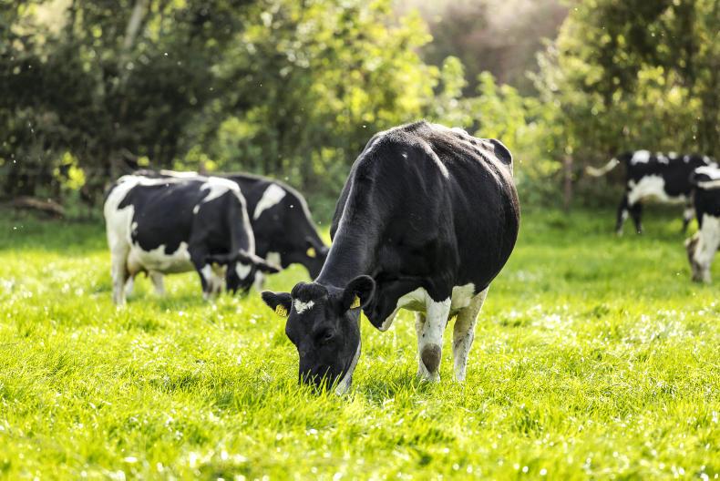 Dairy Management sulphur, reseeding and COVID19 Premium