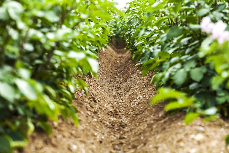 IFA Potato Report: growers reminded to plant for their specific markets 