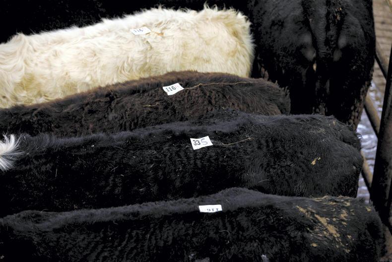 Mart prices: light dairy-beef heifers average €1.92/kg in Fermoy