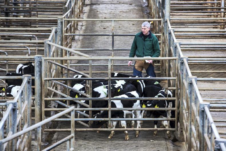 Mart prices: Angus-cross bull calves up €10/head in Kilkenny
