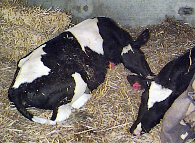 Suspected botulism outbreak on Louth farm