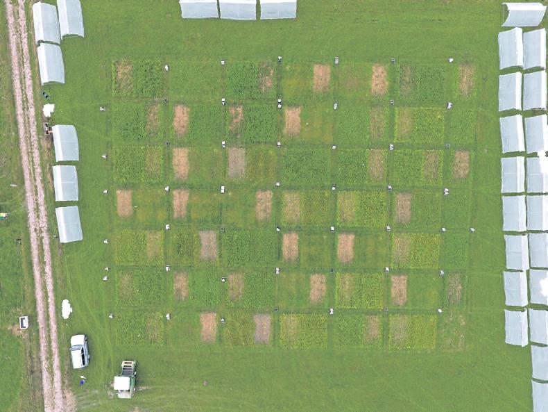 Multi-species mixtures: variety is the spice of life