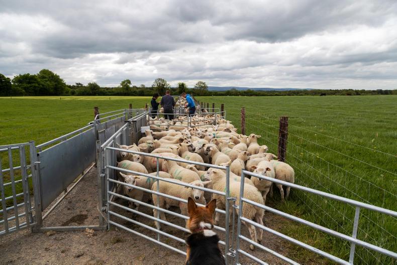 Sheep management tagging sheep, shearing preparations and grass growth