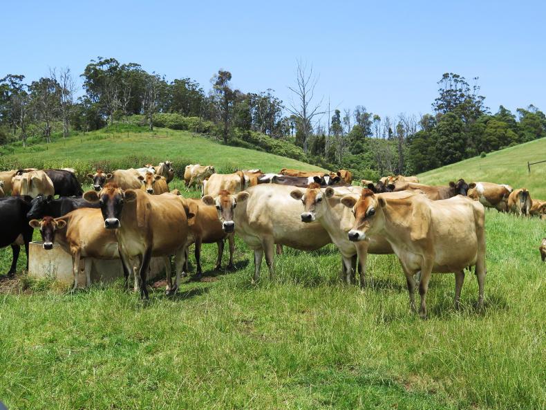 Dairy markets: Australian milk production continues to rebound