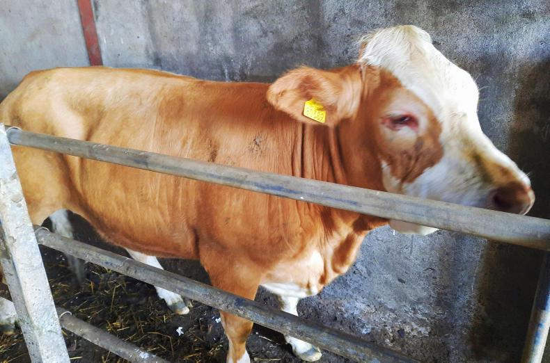 Farmer Writes: a sunburnt heifer and slow grass growth