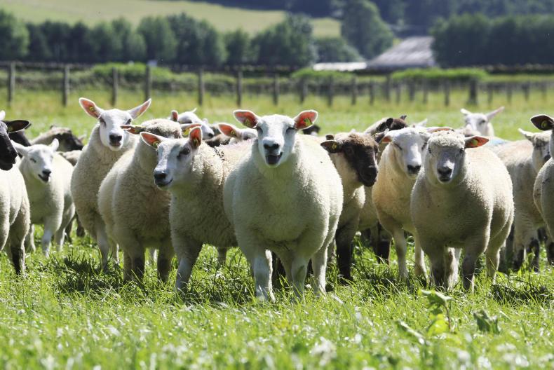 Finishing lambs efficiently postweaning Premium
