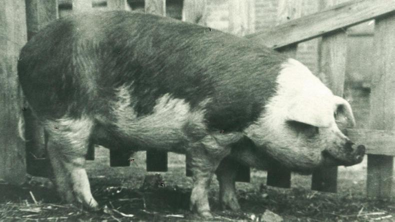 The reign of King Neptune            