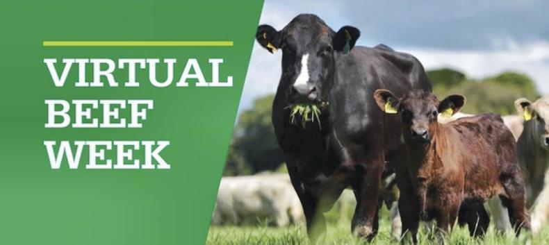 The great beef debate essay picture