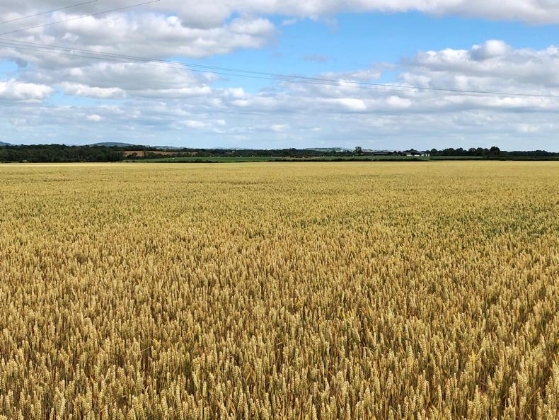 76ac of tillage land for sale in Athy