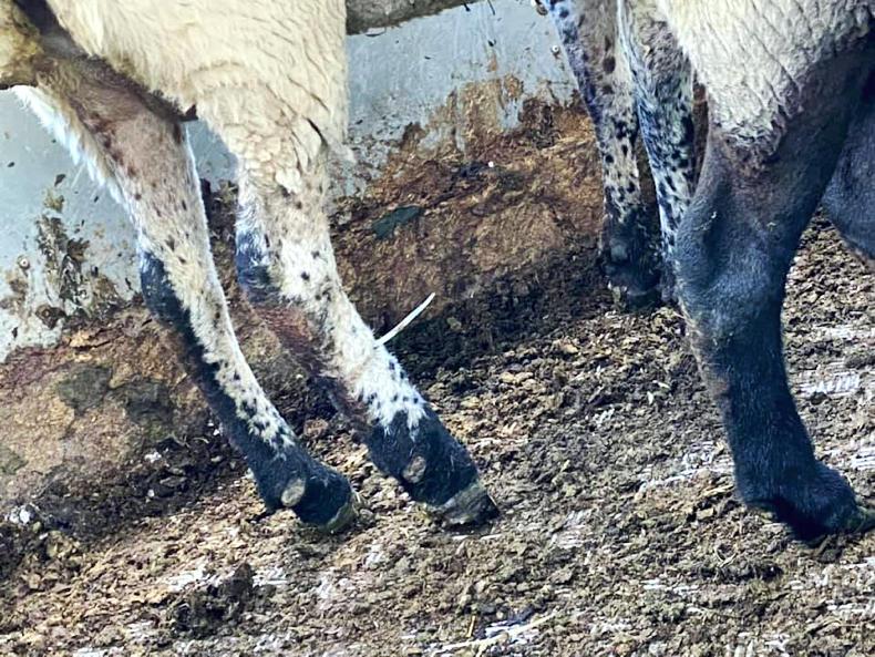 Cable ties tied onto the legs of three sheep in Carlow Premium