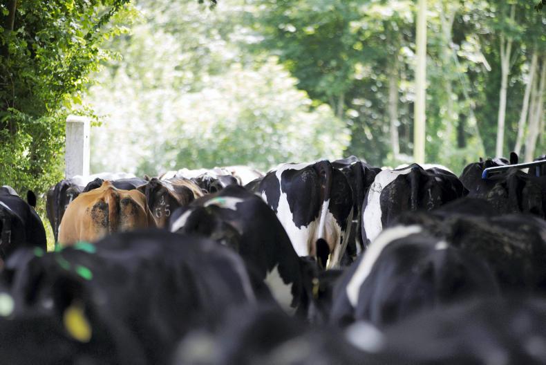 Agri jobs dairy farm workers required Premium