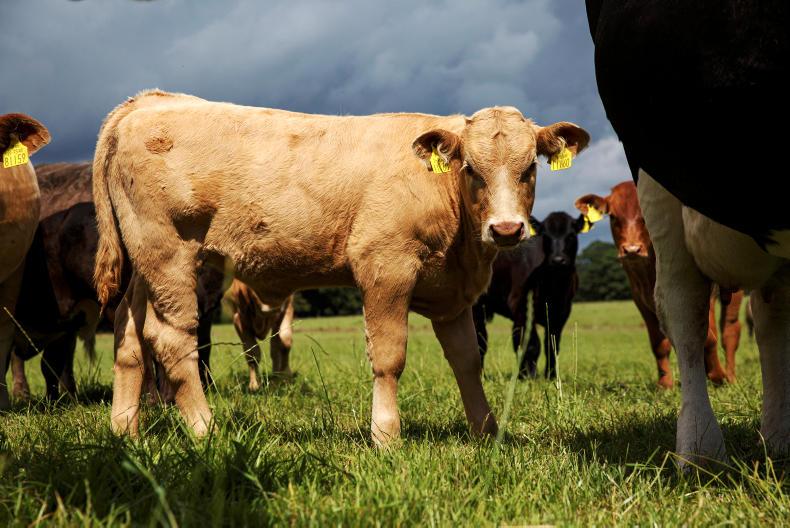 Buying weanlings, first calving heifer treatment and BEEP dates Premium