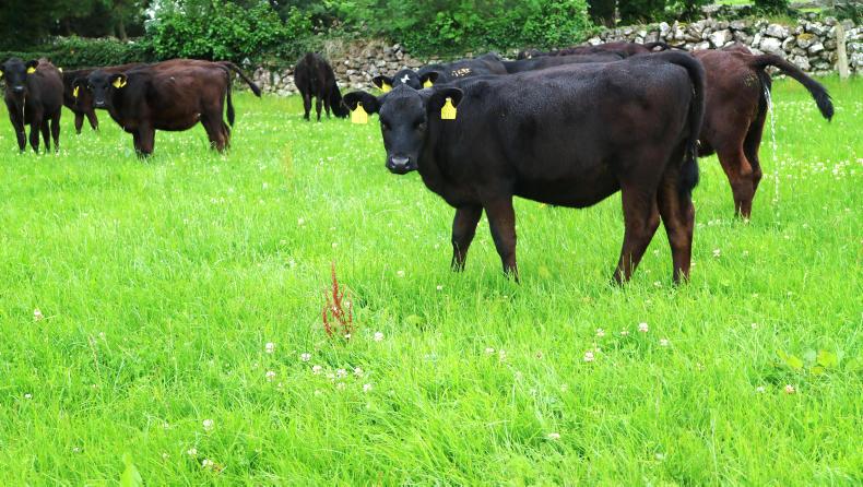 Thrive: keeping calves on target this autumn - Vimarsana News