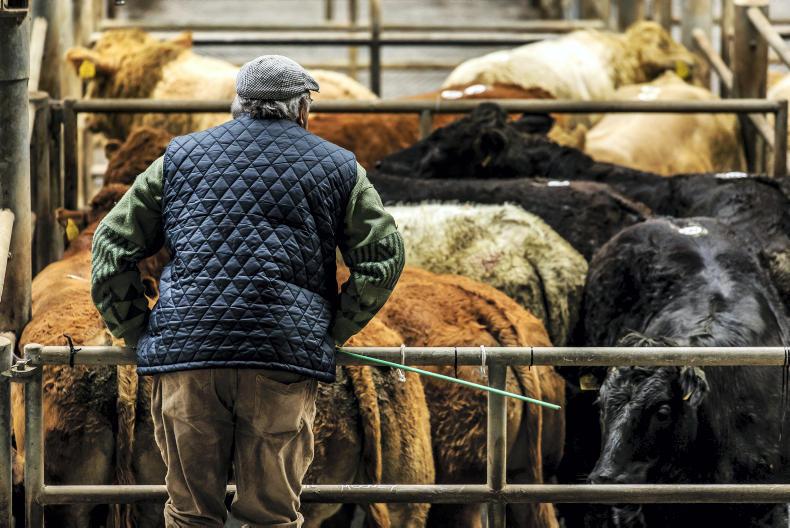 Purchasing weanlings: preparing your health strategy for a successful winter