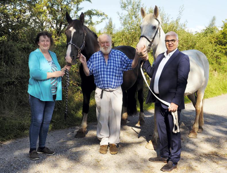 Irish Draught bloodlines will be safeguarded with new heritage herd