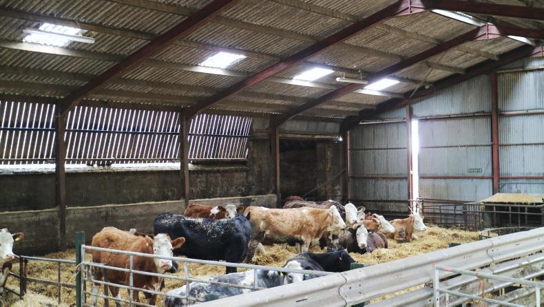 Farm Profit Programme: feeding dry cows this winter