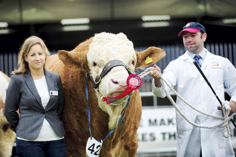 ‘I was above in the shed bedding bullocks and much happier doing it’