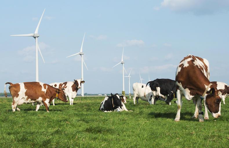 Dairy markets Dutch milk production rises in July 15 September 2020 Premium