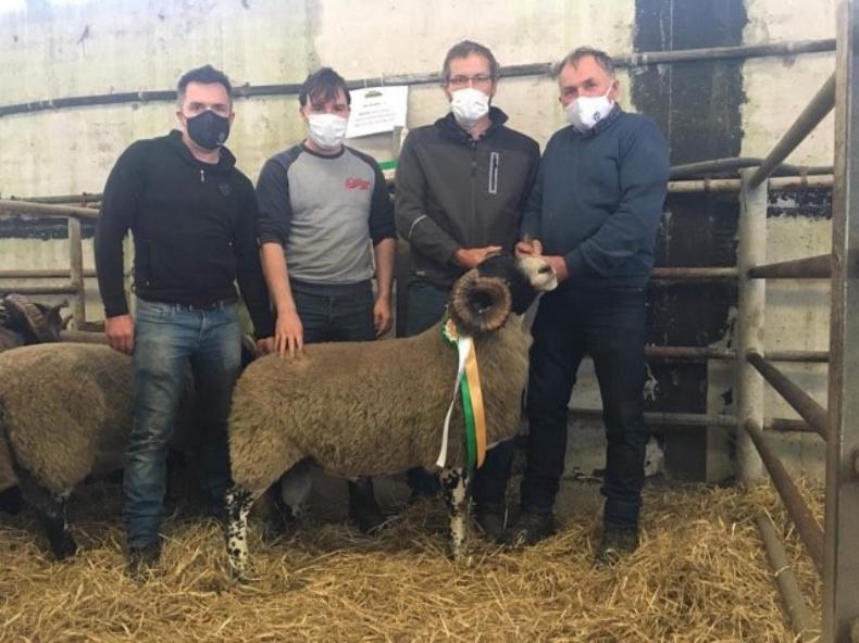 Top of €3,100 recorded at West of Ireland Lanark Breeders sale 30 September 2020 Premium