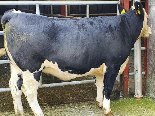 267kg average carcase from first heifers off grass - Vimarsana News