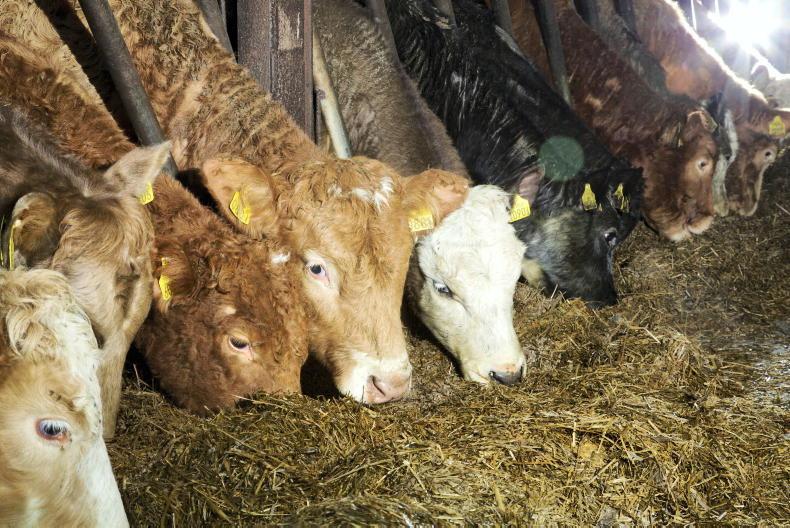 Optimising performance from winter feed