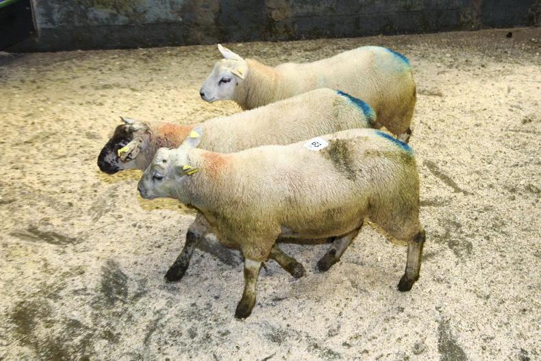 SheepWatch finished lamb prices increase by €1 to €2 per head 07 October 2020 Premium