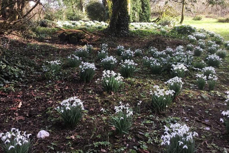 Mairead's garden favourites: the lovely little snowdrop