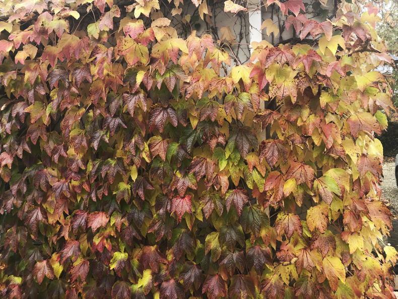 The Garden Diaries: the gardening year is far from over