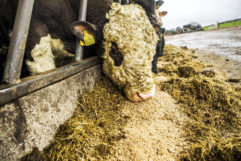 Feeding weanlings to grow this winter