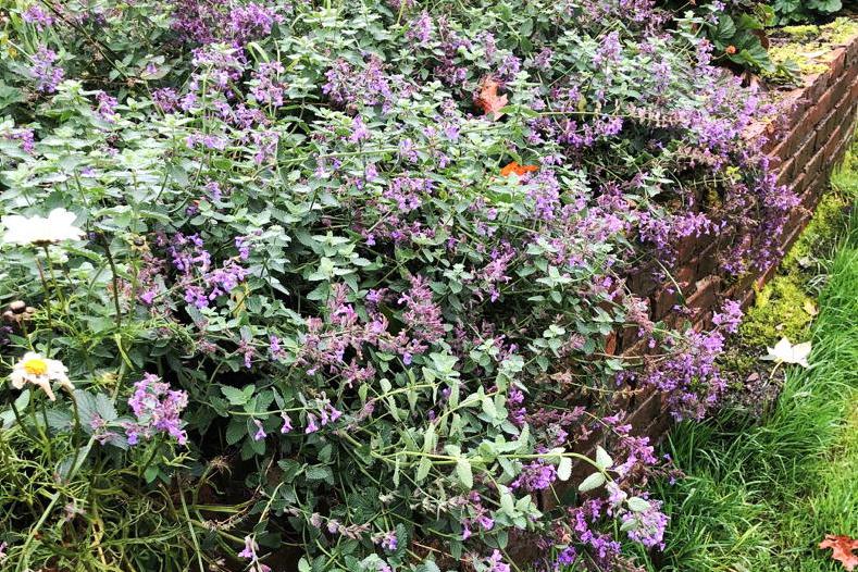 Mairead’s garden favourites 13 - nepeta