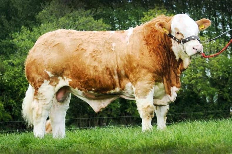 Watch €52,000 Simmental bull smashes records at premier 24 October