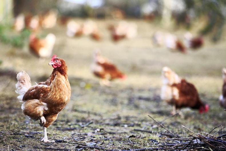 2020 Vision chlorinated chicken debate still has legs Premium