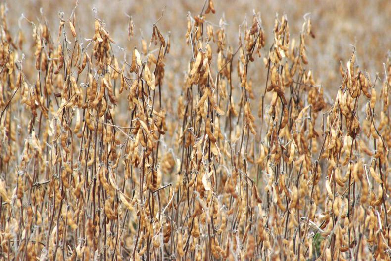 Soya beans at four-year high as markets rally to news of Pfizer vaccine 