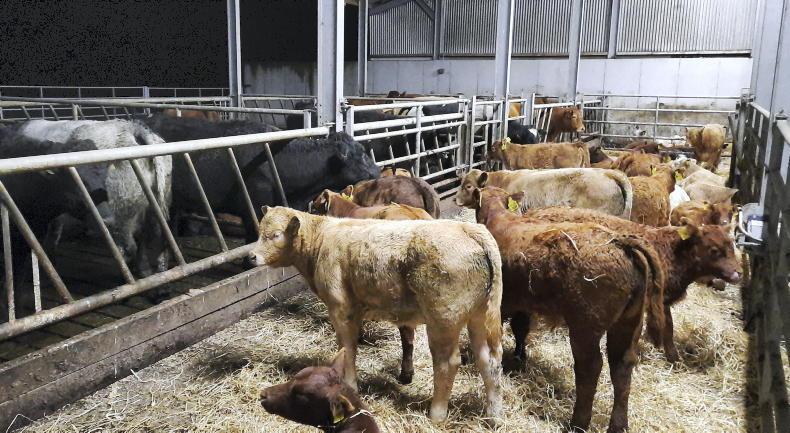 Farmer Writes: housing cattle and getting on top of BEAM reductions