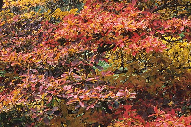 In the garden with Gerry Daly: ravishing redvein